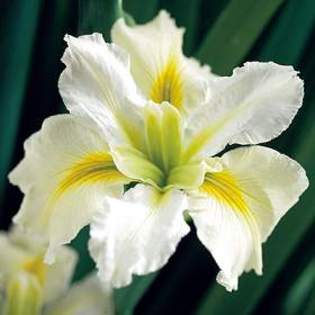 7497 - Plante Iris