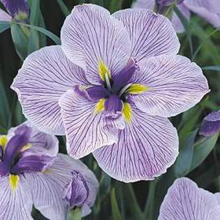 7910 - Plante Iris