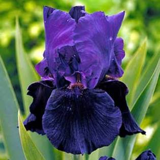 7917 - Plante Iris