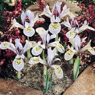 7937 - Plante Iris