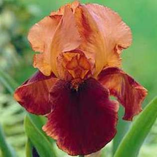 7961 - Plante Iris