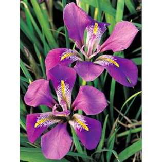 7964 - Plante Iris