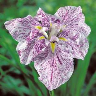 7979 - Plante Iris
