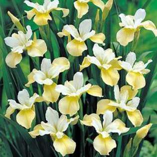 7991 - Plante Iris