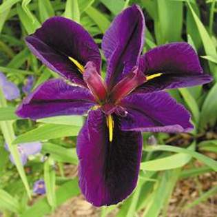 7995 - Plante Iris