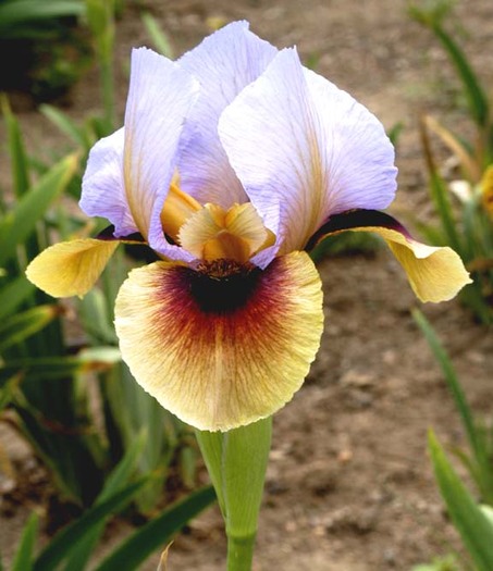 Byzantine%20Art - Plante Iris