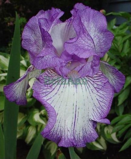 Capture_30 - Plante Iris