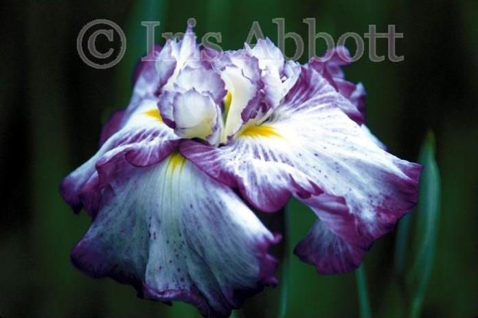 Capture_36 - Plante Iris