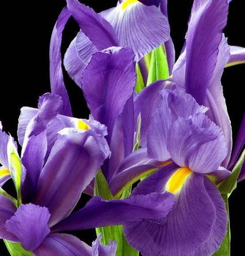 Capture_56 - Plante Iris
