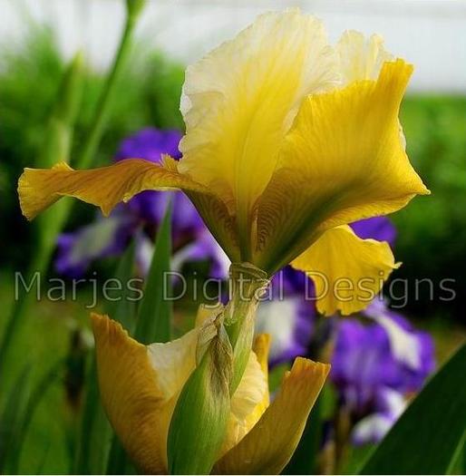 Capture_57 - Plante Iris