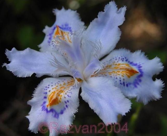 Capture_106 - Plante Iris