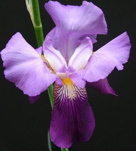 dfsd - Plante Iris