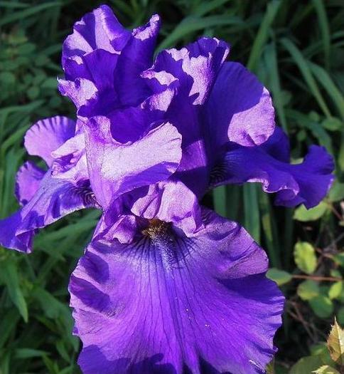 dxfnb - Plante Iris