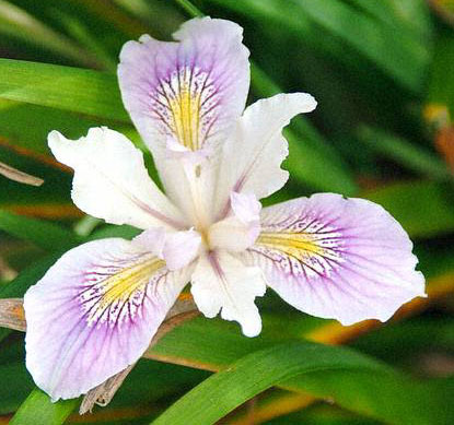 Iris 6 - Plante Iris