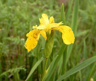 Iris 7 - Plante Iris
