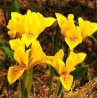 Iris 9 - Plante Iris