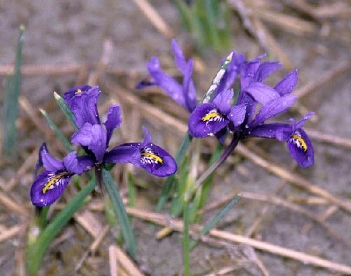 Iris 10 - Plante Iris