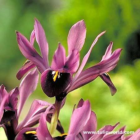 Iris 12 - Plante Iris
