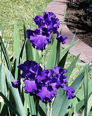 Iris 15 - Plante Iris