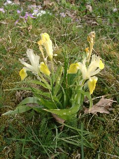Iris bucharica - Plante Iris