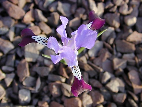 Iris kolpakowskiana1