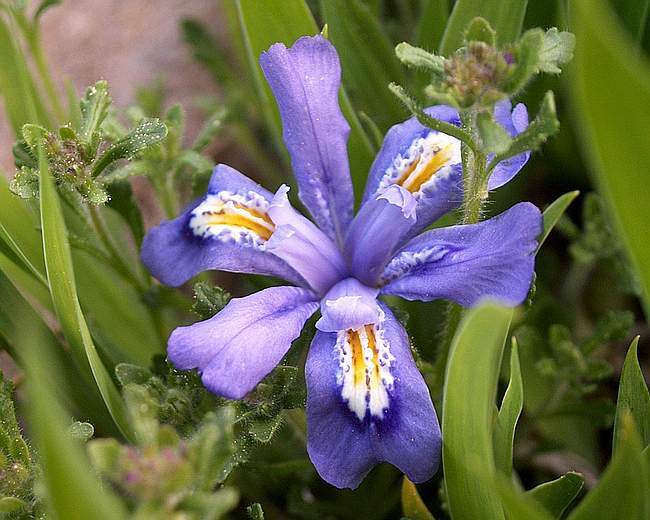 Iris lacustris