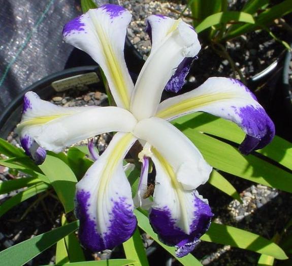 Iris laevigata Albopurpurea1