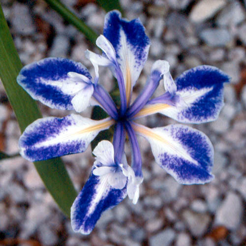 Iris laevigata Albopurpurea \'Monstrosa\'