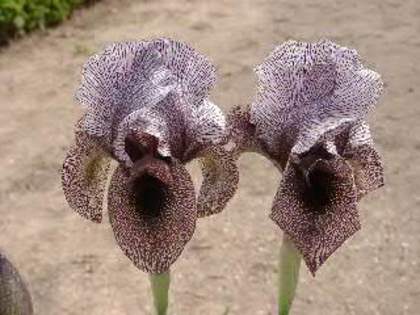 Iris susiana_
