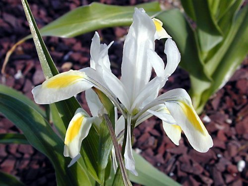 Iris willmottiana alba1