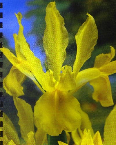 iris_golden_harvest