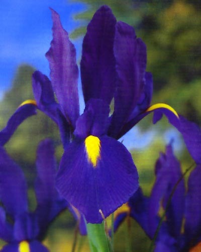 iris_purple_sensation