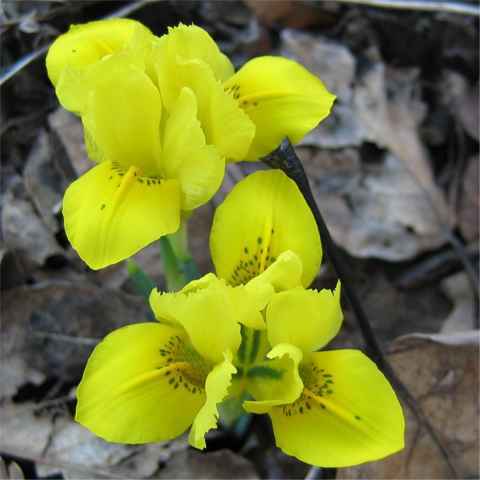 Iris-danfordiae-2 - Plante Iris