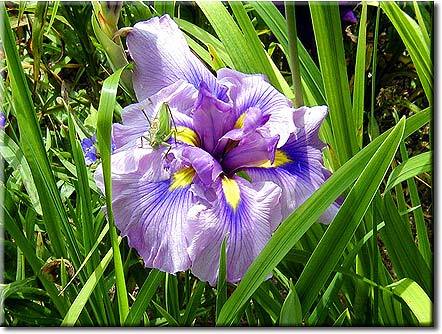 Iris-ensata-11 - Plante Iris
