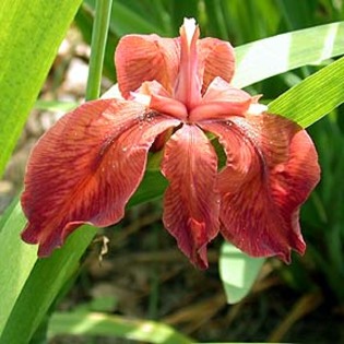 Iris-nelsonii-1 - Plante Iris