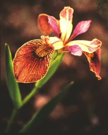 Iris-pseudacorus-5