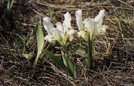 Iris-pumila-3 - Plante Iris