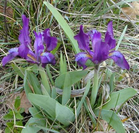 Iris-pumila-51 - Plante Iris