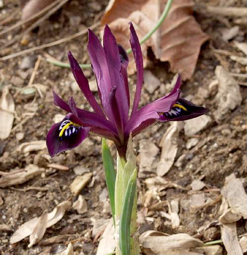 irisRetic - Plante Iris