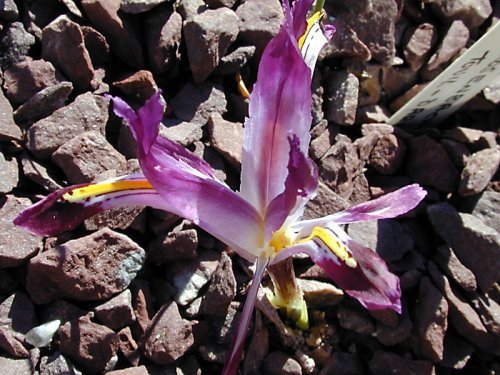 Irisrosenbachiana1 - Plante Iris