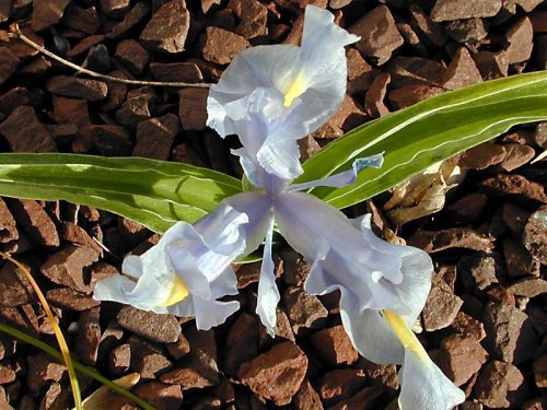 IrisSindpers1 - Plante Iris