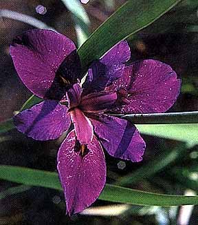 iristridentata - Plante Iris