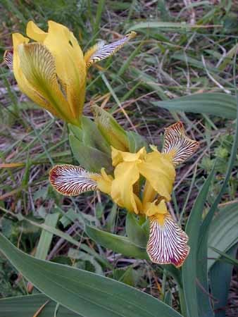 Iris-variegata-1 - Plante Iris