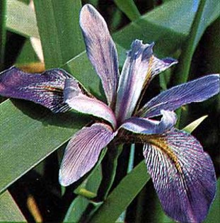 irisversicolor