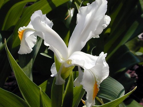 Iriswillmottianaalba2 - Plante Iris