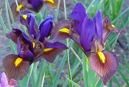 Iris-xiphium-4 - Plante Iris