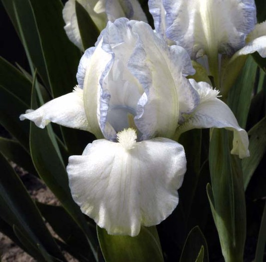 Lap%20Cat - Plante Iris
