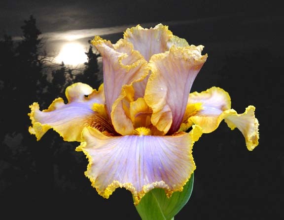 Mistress%20of%20Camelot - Plante Iris