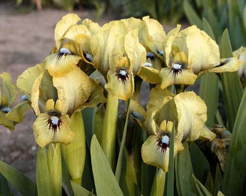 Persian%20Sapphire - Plante Iris