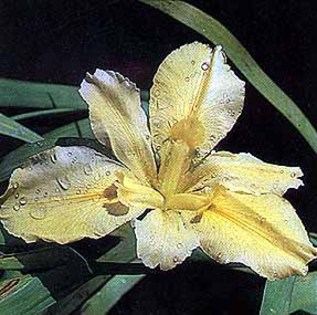 wishboneiris - Plante Iris